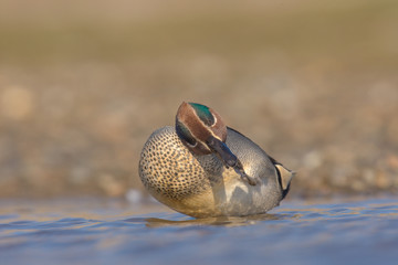 The Eurasian teal, common teal, or Eurasian green-winged teal (Anas crecca) is a common and widespread duck which breeds in temperate Eurasia and migrates south in winter.
