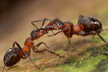 Ameise füttert Artgenossin, Soziales Verhalten unter Waldameisen durch Futterübergabe, Ameisen...