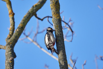 great spotted woodpecker on a tree