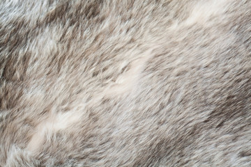 gray and white fake fur background macro 