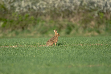 The European hare (Lepus europaeus), also known as the brown hare, is a species of hare native to Europe and parts of Asia.