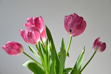 Pink spring tulips are beautiful and cute. Gently and easily sunlight falls from a window. Horizontal view. Side view. Close-up.