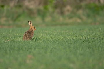 The European hare (Lepus europaeus), also known as the brown hare, is a species of hare native to Europe and parts of Asia.