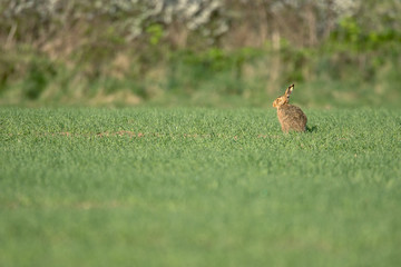 The European hare (Lepus europaeus), also known as the brown hare, is a species of hare native to Europe and parts of Asia.