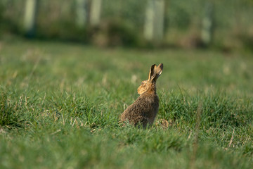 The European hare (Lepus europaeus), also known as the brown hare, is a species of hare native to Europe and parts of Asia.