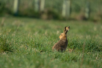 The European hare (Lepus europaeus), also known as the brown hare, is a species of hare native to Europe and parts of Asia.
