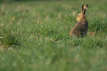 The European hare (Lepus europaeus), also known as the brown hare, is a species of hare native to Europe and parts of Asia.