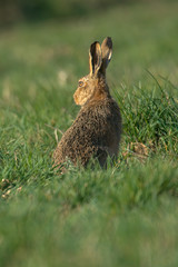 The European hare (Lepus europaeus), also known as the brown hare, is a species of hare native to Europe and parts of Asia.
