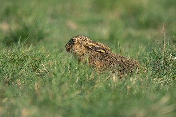 The European hare (Lepus europaeus), also known as the brown hare, is a species of hare native to Europe and parts of Asia.