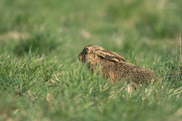 The European hare (Lepus europaeus), also known as the brown hare, is a species of hare native to Europe and parts of Asia.