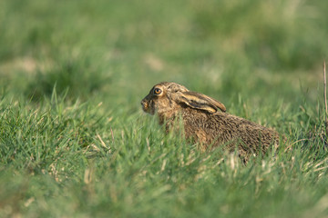 The European hare (Lepus europaeus), also known as the brown hare, is a species of hare native to Europe and parts of Asia.