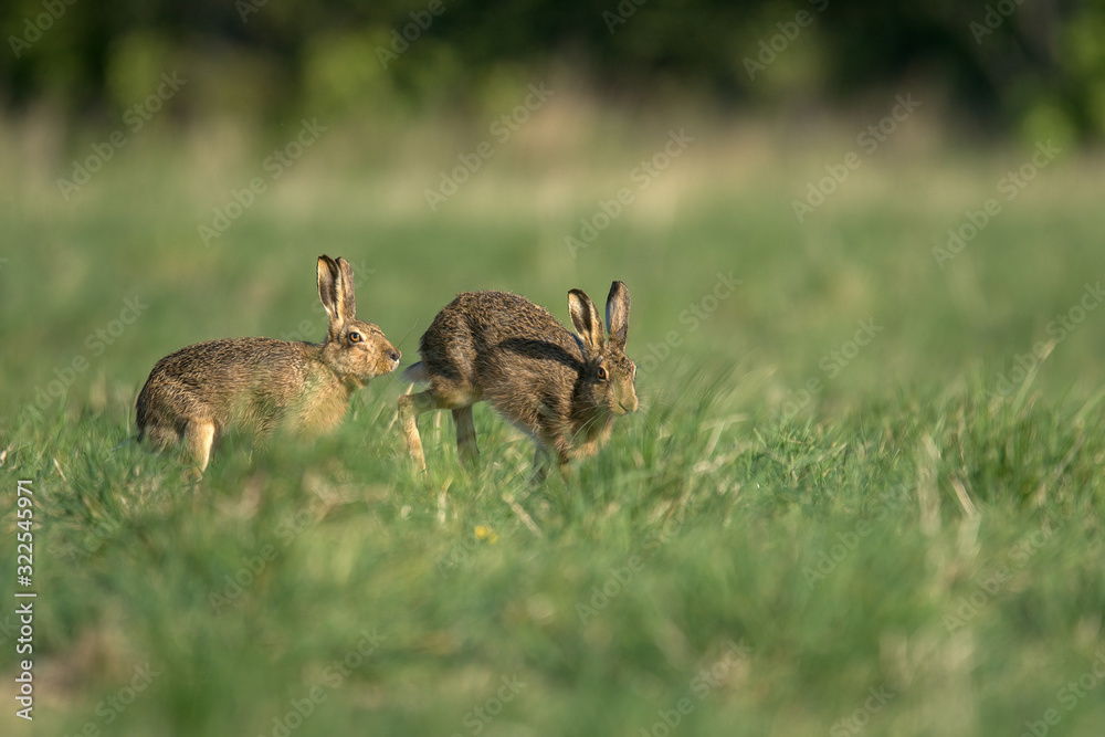 Wall mural the european hare (lepus europaeus), also known as the brown hare, is a species of hare native to eu