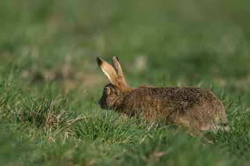 The European hare (Lepus europaeus), also known as the brown hare, is a species of hare native to Europe and parts of Asia.