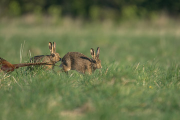 The European hare (Lepus europaeus), also known as the brown hare, is a species of hare native to Europe and parts of Asia.