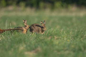 The European hare (Lepus europaeus), also known as the brown hare, is a species of hare native to Europe and parts of Asia.