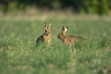 The European hare (Lepus europaeus), also known as the brown hare, is a species of hare native to Europe and parts of Asia.