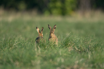 The European hare (Lepus europaeus), also known as the brown hare, is a species of hare native to Europe and parts of Asia.