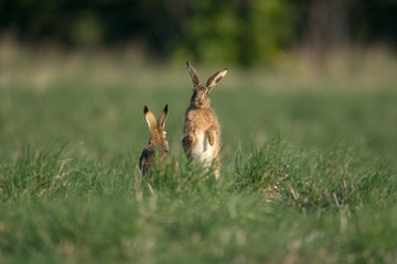 The European hare (Lepus europaeus), also known as the brown hare, is a species of hare native to Europe and parts of Asia.