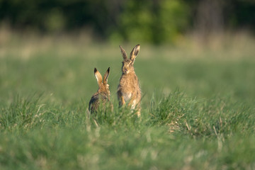The European hare (Lepus europaeus), also known as the brown hare, is a species of hare native to Europe and parts of Asia.