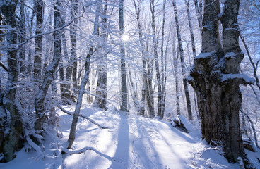 Fototapeta premium Trees covered with snow, beautiful winter landscape. Winter background.