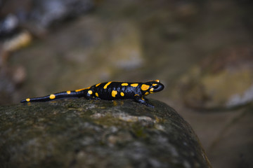 Obraz na płótnie Canvas Wild fire salamander on the stone near the river. Closeup wild life nature photography. 