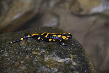 Wild  fire salamander on the stone near the river. Closeup wild life nature photography. 