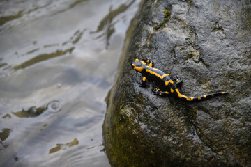 Wild  fire salamander on the stone near the river. Closeup wild life nature photography. 