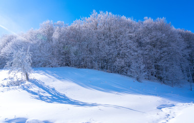 Trees covered with snow, beautiful winter landscape. Winter background.