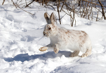 White Snowshoe hare or Varying hare with coat turning brown running in the winter snow in Canada © Jim Cumming