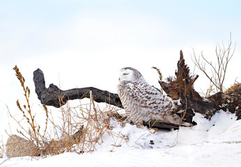 Snowy owl (Bubo scandiacus) standing on a burnt log in winter hunting in Quebec, Canada