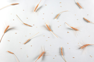 Golden wheat and rye ears, dry yellow cereals spikelets grains on light gray background, closeup