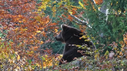 European brown bear (Ursus arctos arctos) sitting in forest with foliage showing autumn colours