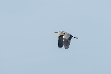 Gray heron in flight. European Gray Heron (Ardea cinerea) in flight. 