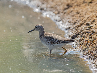 The wood sandpiper (Tringa glareola) is a small wader. 