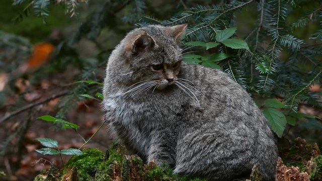 European wildcat / wild cat (Felis silvestris silvestris) looking around from tree stump in forest