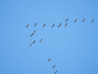 a flock of common cranes (Grus grus) in flight formation in a deep blue sky