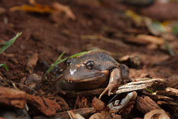 Hunting garden frog.