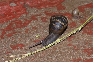 Snail and it baby.