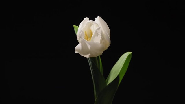 Timelapse of a white tulip flower blooming on black background