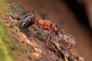 Waldameise mit Beute