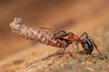 Forest ant carries food, wood ant carries food, forest ant transports food, wood ant transports...
