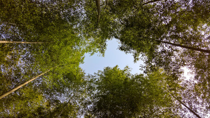 bamboo and blue sky