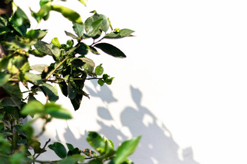Natural leaves and shadows on white cement wall.
