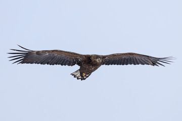 White-tailed Eagle - Hokkaido Shiretoko Peninsula - Winter Rausu Port