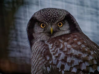 The boreal owl, Aegolius funereus, is a small owl.