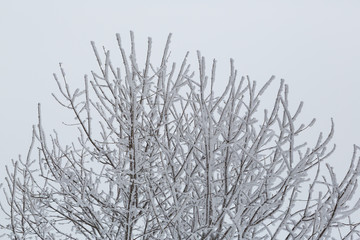 snow covered frozen tree branches in mist