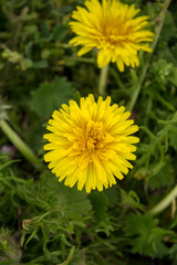 flor amarilla sobre fondo verde