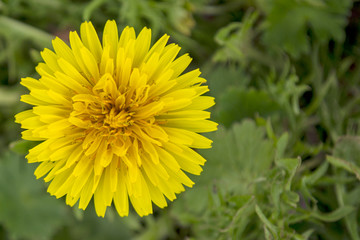 flor amarilla sobre fondo verde