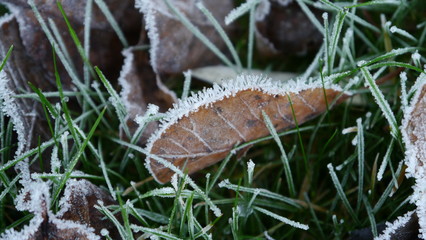 frozen leaf