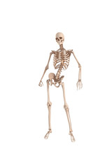 Skeletal